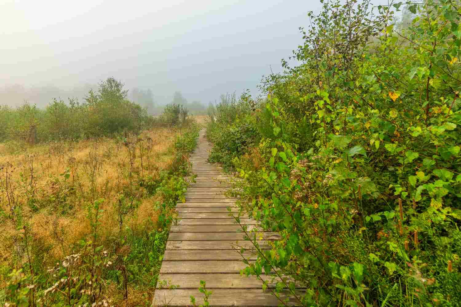 Wanderung auf der EifelSpur "Heideheimat" • Römerkanal